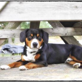 Carlo's son Caesar ...